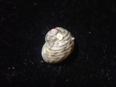 Cantharidus antipodum