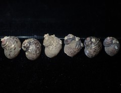 Cantharidus antipodum