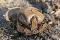 Myriostoma