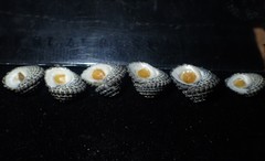 Diloma bicanaliculatum