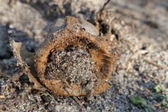 Myriostoma