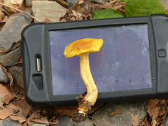 Cantharellus tabernensis