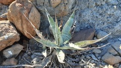 Agave sobria