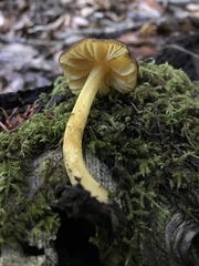 Pluteus romellii