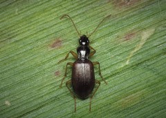 Oxypselaphus obscurus