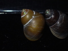 Cantharidus dilatatus