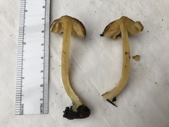 Pluteus romellii