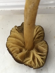 Pluteus romellii