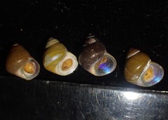 Cantharidus dilatatus