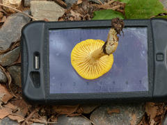 Cantharellus tabernensis
