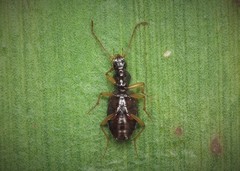 Oxypselaphus obscurus