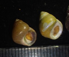 Cantharidus dilatatus