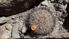 Mammillaria petrophila