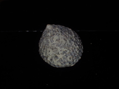 Coelotrochus viridis