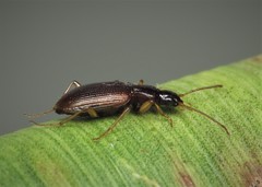Oxypselaphus obscurus