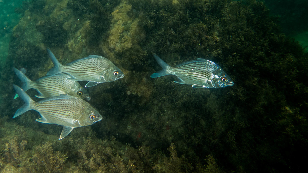Brazilian mojarra (Eugerres brasilianus) — Gerreidae