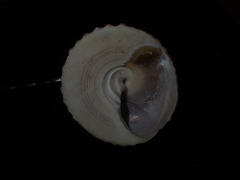 Coelotrochus viridis