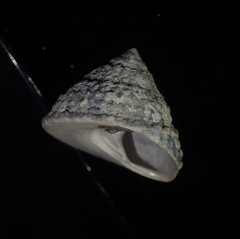 Coelotrochus viridis