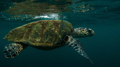 Hawksbill turtle
