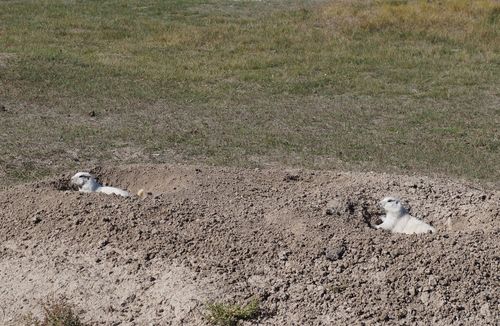 Black-tailed Prairie Dog photographed in South Dakota