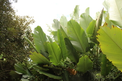 Calathea lutea