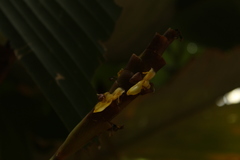Calathea lutea