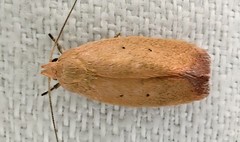 Acanthodela protophaes