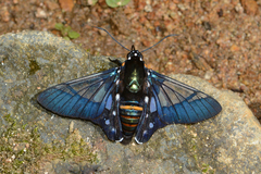 Oxynetra semihyalina