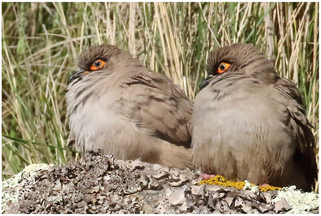 Bare-eyed Ground Dove