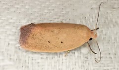 Acanthodela protophaes