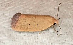 Acanthodela protophaes