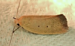 Acanthodela protophaes