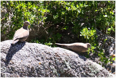 Metriopelia melanoptera