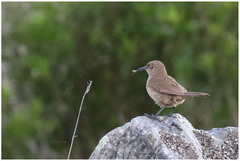 Upucerthia validirostris