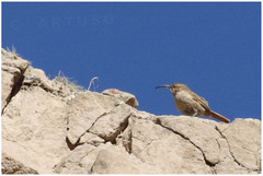 Upucerthia validirostris