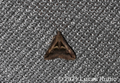 Melipotis bisinuata