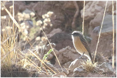 Ochthoeca oenanthoides