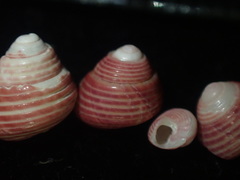 Roseaplagis mortenseni