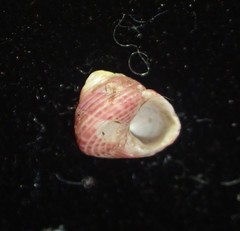 Roseaplagis mortenseni