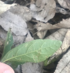 Solanum pseudocapsicum