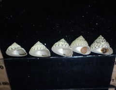 Coelotrochus tiaratus