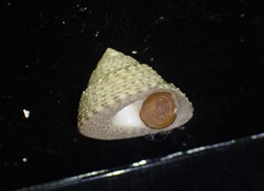 Coelotrochus tiaratus