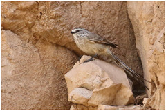 Leptasthenura aegithaloides