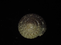 Coelotrochus tiaratus