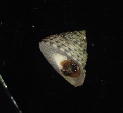 Coelotrochus tiaratus