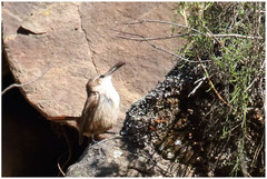 Ochetorhynchus ruficaudus