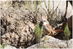 Ochetorhynchus ruficaudus