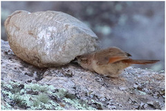 Phacellodomus striaticeps