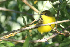 Pseudocolopteryx acutipennis