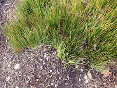 Juncus bolanderi